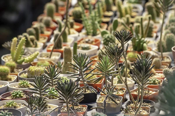 Banyak Kaktus Kecil Untuk Tanaman Dekoratif Atas Meja — Stok Foto