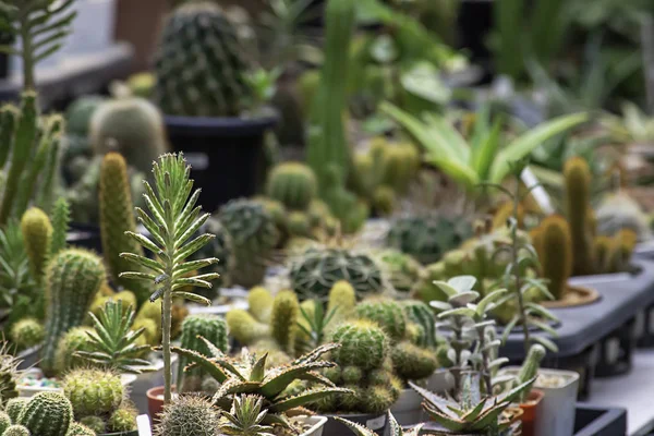 Banyak Kaktus Kecil Untuk Tanaman Dekoratif Atas Meja — Stok Foto
