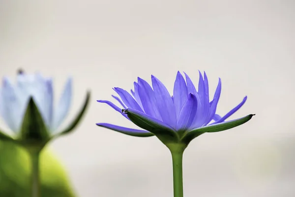 Flores Lótus Roxo Fundo Folhas Verde — Fotografia de Stock