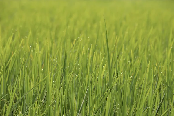 Gotas Agua Sobre Las Hojas Arroz Campo — Foto de Stock