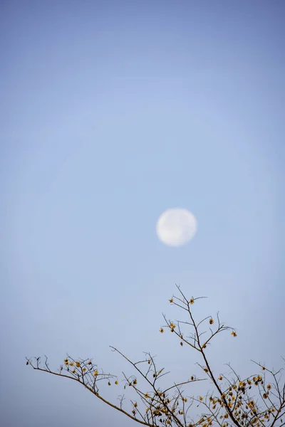 Deciduous trees and seeds on the tree Background Moon in daylight On the bright sky.