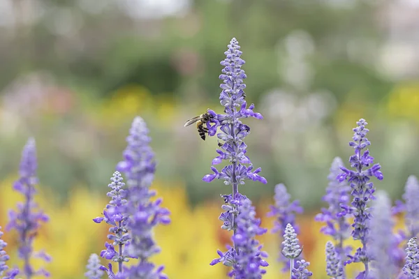 Abeja Sobre Flores Moradas Lavandula Angustifolia Jardín — Foto de Stock