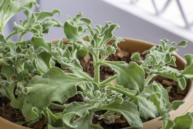 Sebze salatası yeşil ya da plastik tencerede Mesembryanthemum crystallinum