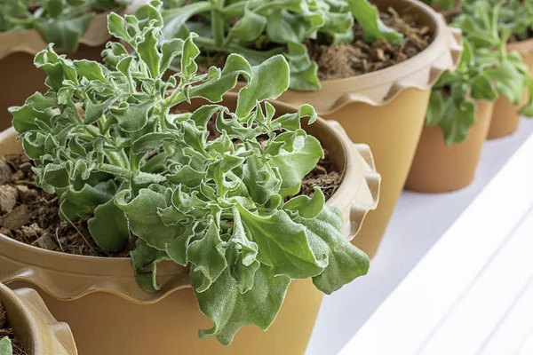 Növényi Saláta Zöld Vagy Mesembryanthemum Crystallinum Műanyag Edényben — Stock Fotó