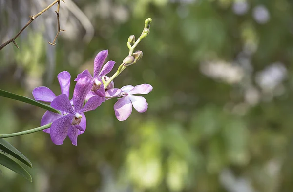 Krásná Fialová Orchidej Pozadí Rozmazané Listí Zahradě — Stock fotografie