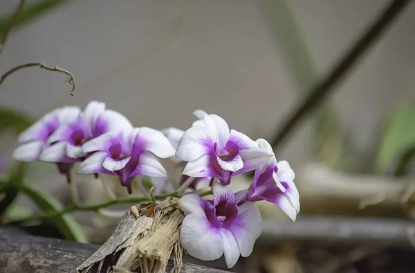 Fundo Roxo Bonito Orquídea Folhas Borradas Jardim — Fotografia de Stock