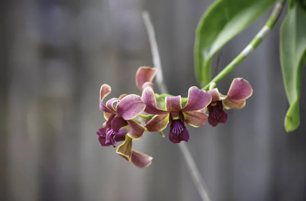 Krásná Fialová Orchidej Pozadí Rozmazané Listí Zahradě — Stock fotografie