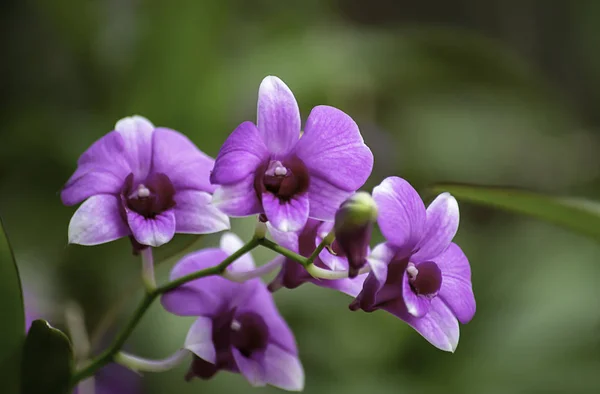 Krásná Fialová Orchidej Pozadí Rozmazané Listí Zahradě — Stock fotografie