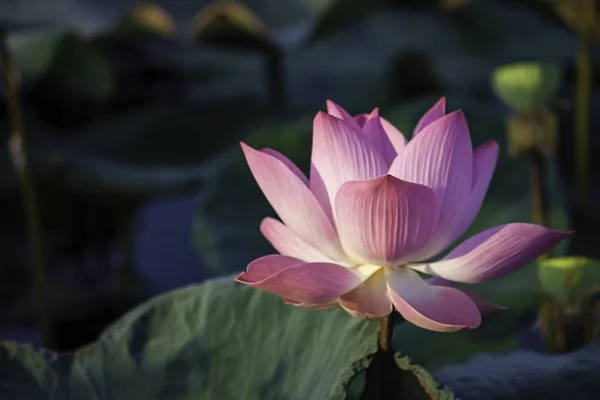 The beauty of the Pink Lotus Bloom in ponds