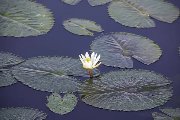 Skönheten Den Vita Lotus Blomma Dammar — Stockfoto
