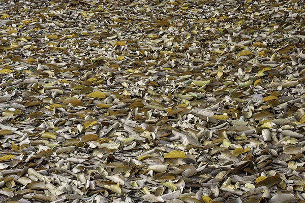 Montones de hojas secas en el suelo . — Foto de Stock