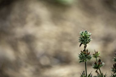 Küçük yeşil ağaç arka plan üzerinde bulanık Brown yaprak.