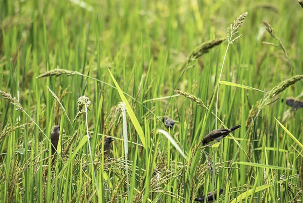 Un pájaro comiendo en los árboles en el campo . — Foto de Stock