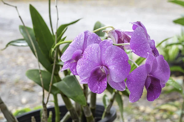 Belas flores de orquídea rosa no jardim. — Fotografia de Stock