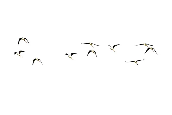 Isolated Flocks of birds flying on a white background.