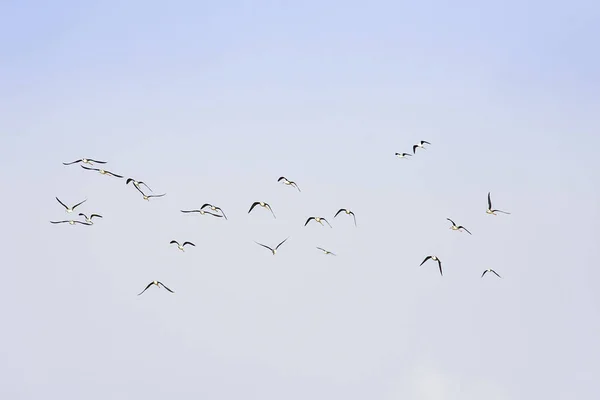 Vogelschwärme fliegen in den Himmel. — Stockfoto