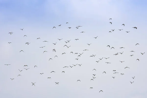 Vogelschwärme fliegen in den Himmel. — Stockfoto