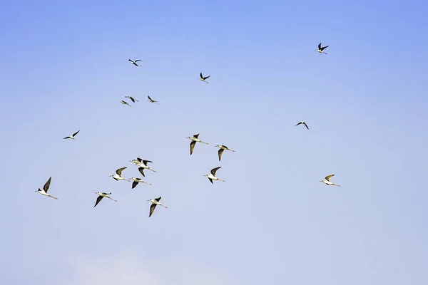 Vogelschwärme fliegen in den Himmel. — Stockfoto