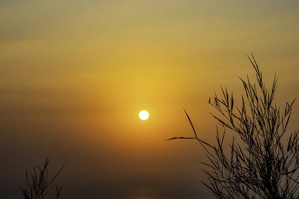 Schwarze Silhouette eines Baumes Hintergrund Morgensonne auf dem Meer. — Stockfoto