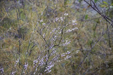 Bambu üstünde mor ve beyaz kır çiçekleri