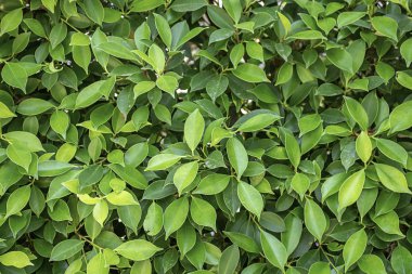 Parlak yeşil yaprakları ağaç arka plan olarak kullanmak için.