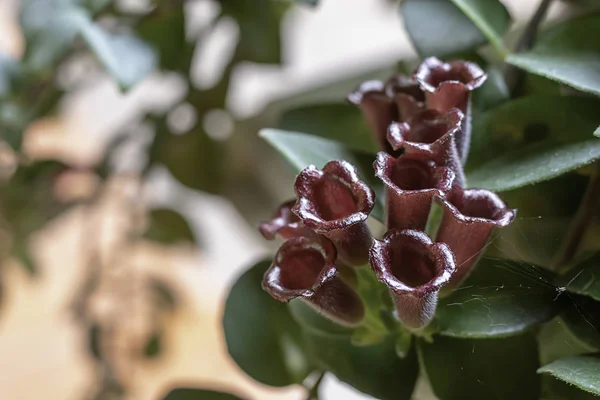 De ljusa röda blommorna bakgrund suddig gröna blad i park — Stockfoto