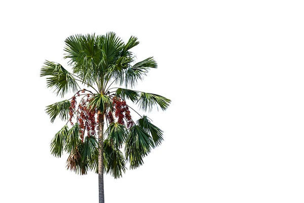 Palmiers sur fond blanc avec chemin de coupe . — Photo