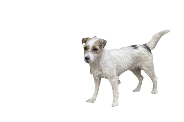 Портрет белой собаки на белом фоне с вырезанной дорожкой — стоковое фото