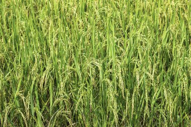 Pirinç çeltik tarlaları yeşil ve yakında kadar tohum hasat zamanıdır..