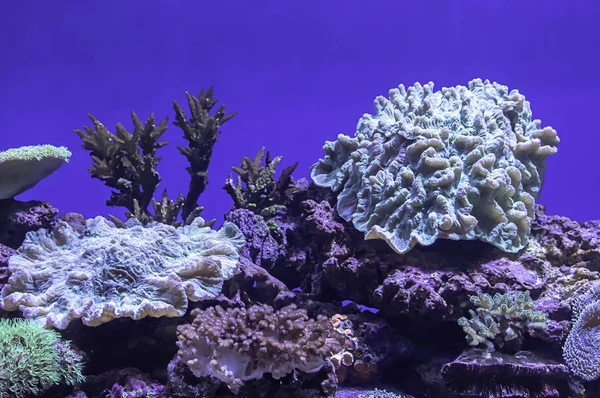 Colorful corals under the sea in Thailand.