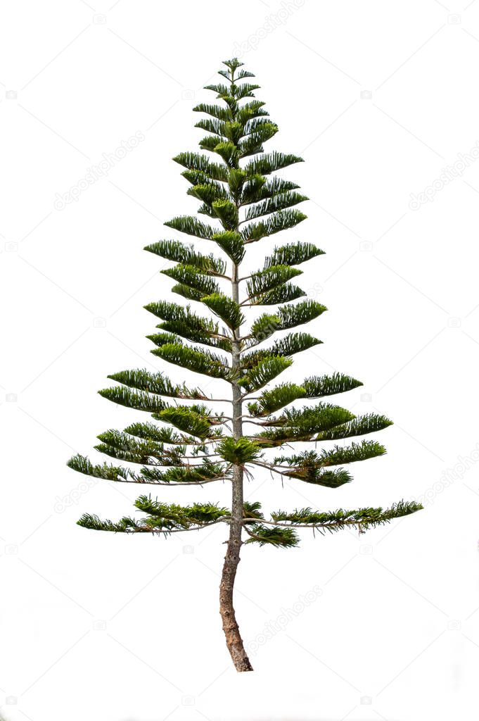 Pinus on a white background with clipping path.
