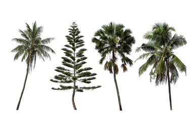 İzole Hindistan cevizi ağaçları, Pinus ve Palm ağaçlar üzerinde beyaz backgro