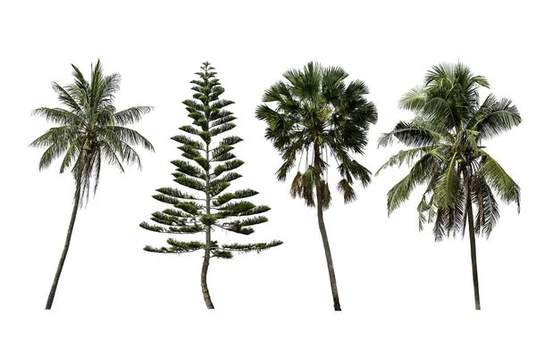 İzole Hindistan cevizi ağaçları, Pinus ve Palm ağaçlar üzerinde beyaz backgro