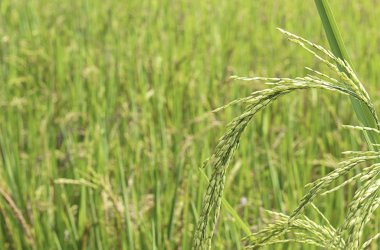 Pirinç çeltik tarlaları yeşil ve yakında kadar tohum hasat zamanıdır..
