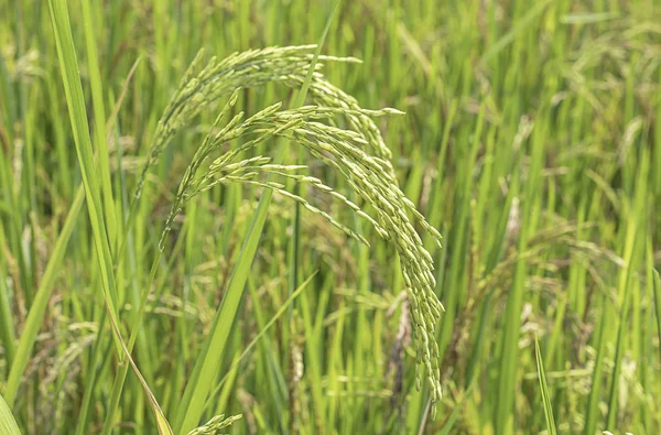 Πράσινο ρύζι ορυζώνες και είναι σύντομα μέχρι τη συγκομιδή σπόρων. — Φωτογραφία Αρχείου