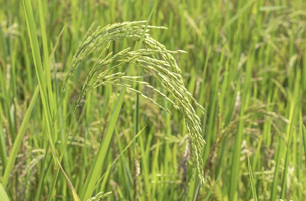 Green rice paddy fields and is soon up to the seed harvest. — Stock Photo, Image