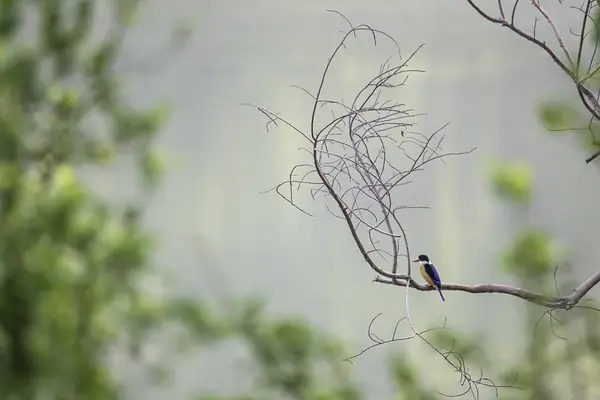 Bunter Vogel auf einem Ast. Hintergrund verschwommene Bäume — Stockfoto