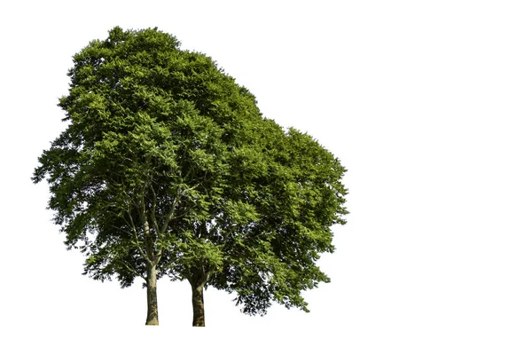 Árbol verde brillante aislado sobre un fondo blanco con recorte p —  Fotos de Stock