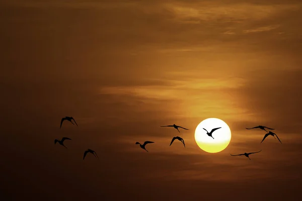 Das goldene Licht der Sonne und Wolken am Himmel und der Schatten eines Vogels. — Stockfoto