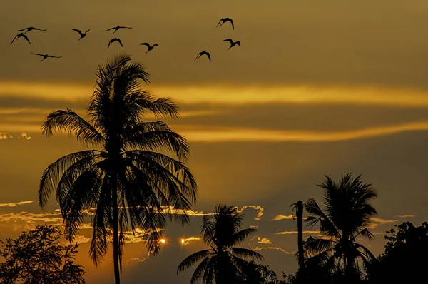 Захід сонця вечірнє світло крізь хмари і дерева з тіні птаха . — стокове фото