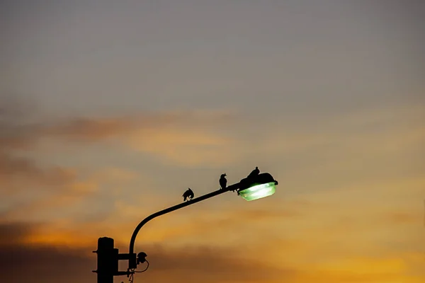 Μαύρες σιλουέτες πουλιών στο δρόμο φωτισμό και το φως ηλιοβασίλεμα φόντο αντικατοπτρίζεται με το σύννεφο. — Φωτογραφία Αρχείου