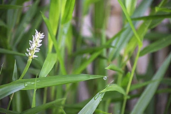 Flor blanca de hierba y gotitas de agua en las hojas . — Foto de Stock