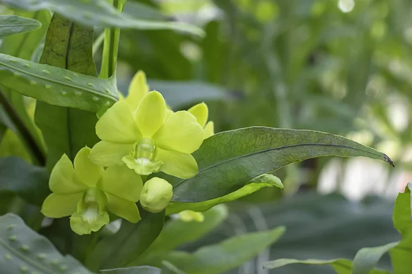 아름다운 녹색 오키드 배경 정원에서 잎을 흐리게. — 스톡 사진