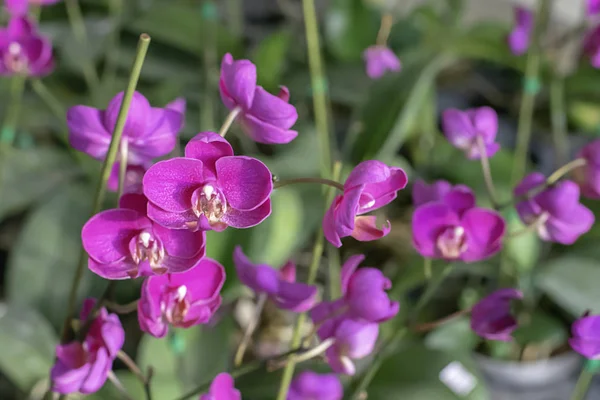 Nádherná růžová Orchid pozadí rozmazané listí v zahradě. — Stock fotografie