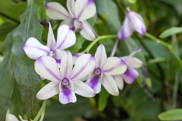 Hermosa orquídea blanca y manchas púrpuras estampadas Fondo hojas borrosas en el jardín . —  Fotos de Stock
