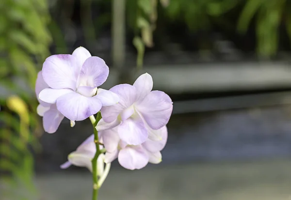 Bela orquídea branca e manchas roxas modeladas Fundo folhas borradas no jardim . — Fotografia de Stock
