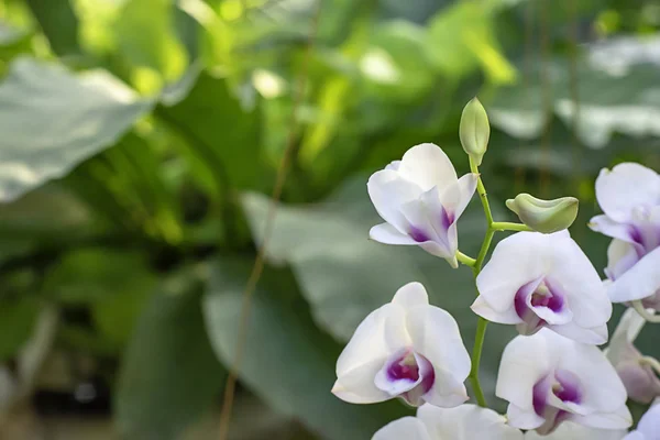 Bela orquídea branca e manchas roxas modeladas Fundo folhas borradas no jardim . — Fotografia de Stock