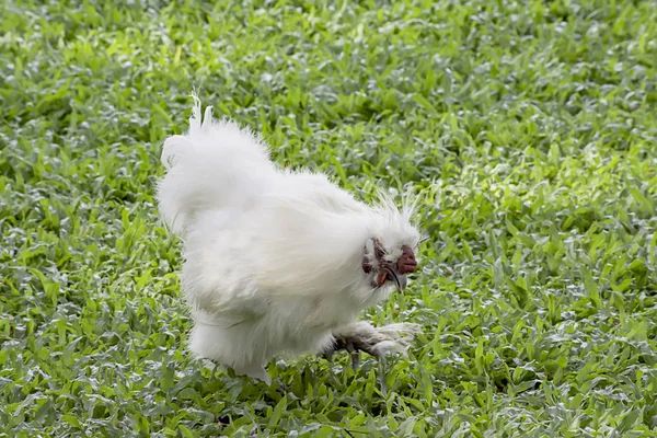Bílé kuře nebo Silkie slepice jíst jídlo na trávníku v zahradě. — Stock fotografie