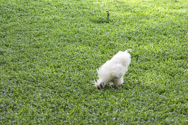 Weiße Hühner oder Seidenhühner fressen Futter auf dem Rasen im Garten. — Stockfoto