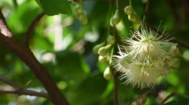 White flowers of the Rose apple on the tree , That sway in the wind.
